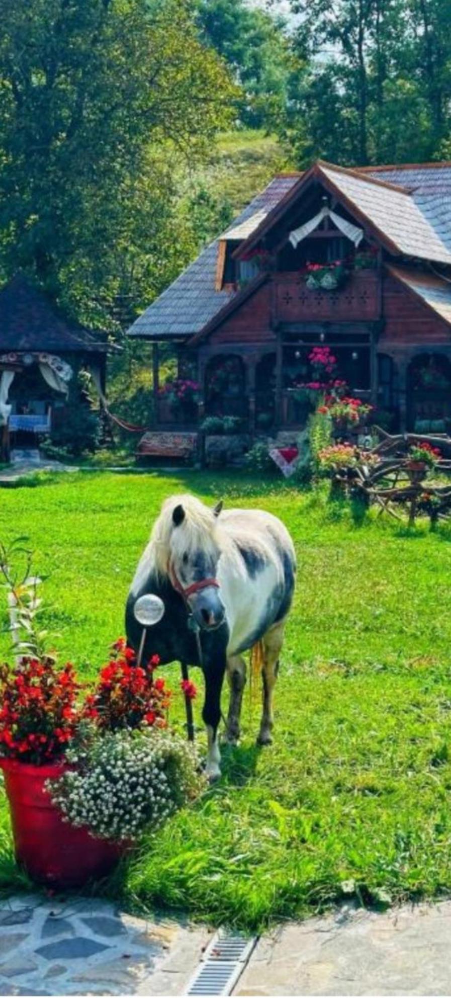Pensiunea Rustic Oncesti Exterior photo